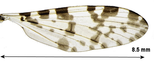 Eloeophila submarmorataa wing