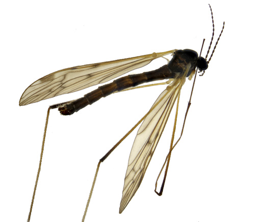 Eloeophila trimaculata