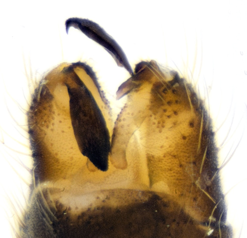 Eloeophila trimaculata dorsal
