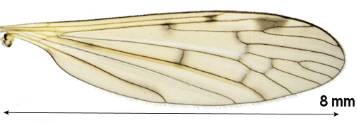 Eloeophila trimaculataa wing