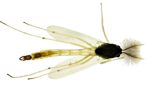 Endochironomus stackelbergi