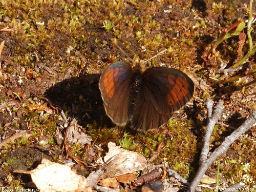 Erebia pandrose Utsjoki Pulmankijärvi 4.7.2007