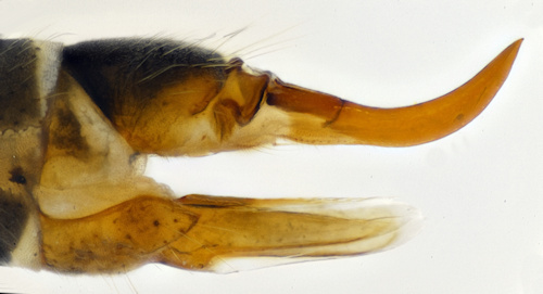 Ericonopa diuturna female lateral