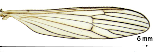 Erioconopa diuturna wing