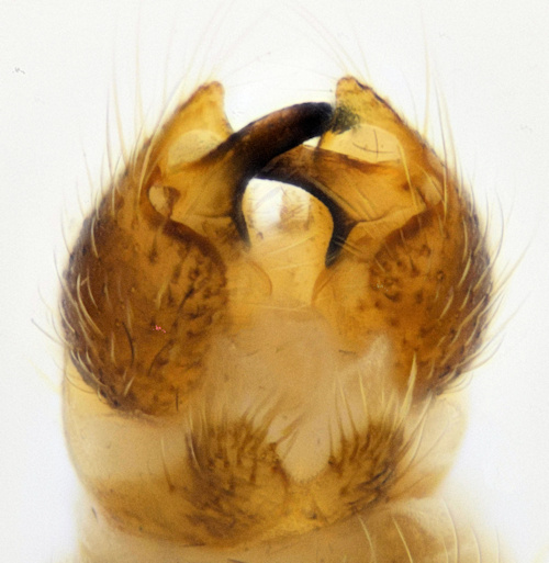 Ericonopa trivialis dorsal