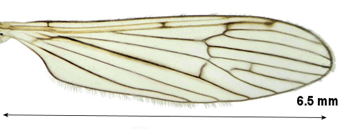 Erioconopa trivialis wing