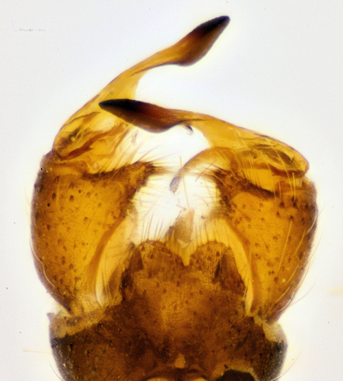 Erioptera beckeri dorsal