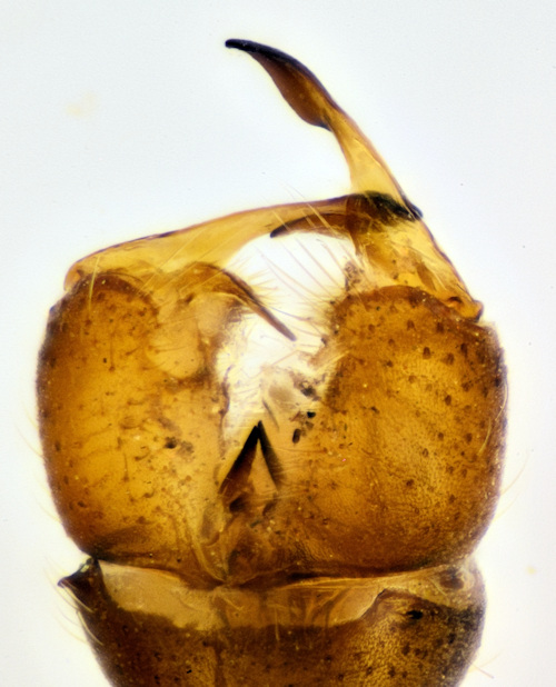 Erioptera beckeri