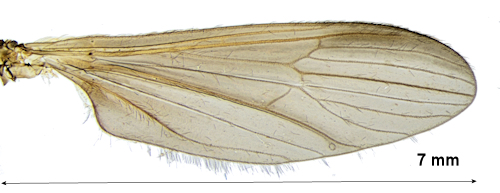Erioptera beckeri siipi