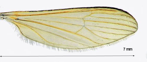 Erioptera divisa wing