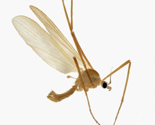 Erioptera flavata