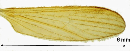 Erioptera flavata wing