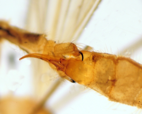 Erioptera lutea copula
