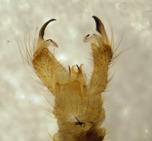 Erioptera lutea dorsal
