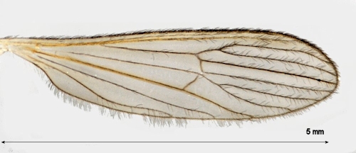 Erioptera lutea wing