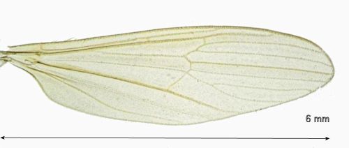 Erioptera nielseni wing