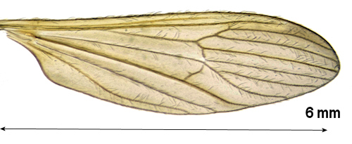 Erioptera sordida wing