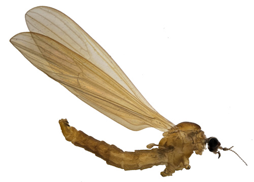 Erioptera squalida
