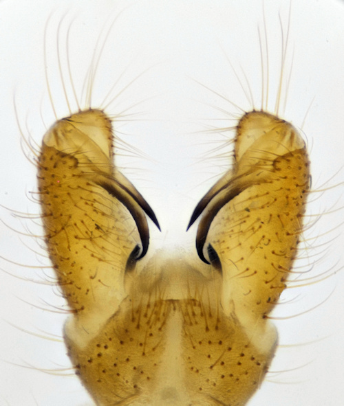 Erioptera squalida dorsal