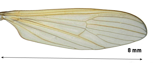 Erioptera squalida wing