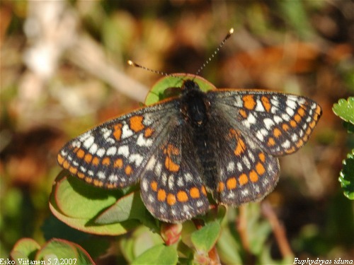 Euphydryas iduna Utsjoki 5.7.2007