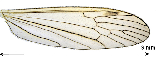 Euphylidorea dispar wing