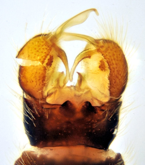 Euphylidorea meigenii dorsal