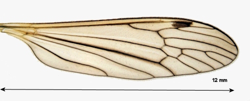 Euphylidorea meigenii wing