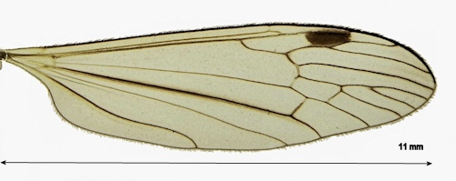 Euphylidorea phaeostigma wing