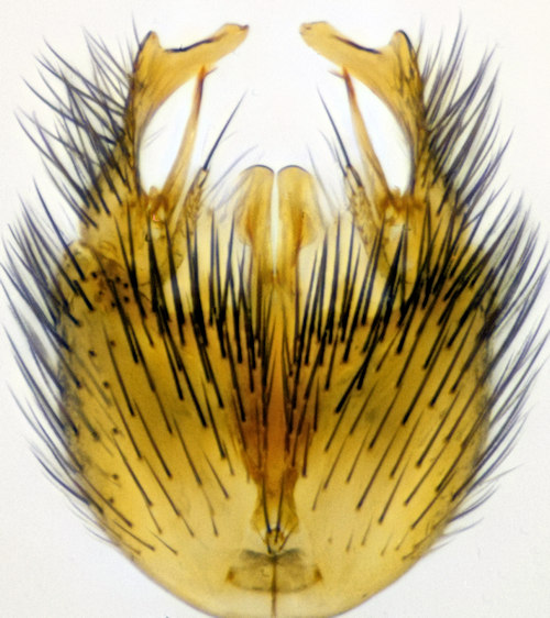 Exechia contaminata ventral