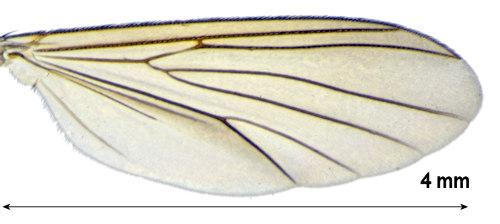 Exechia contaminata wing