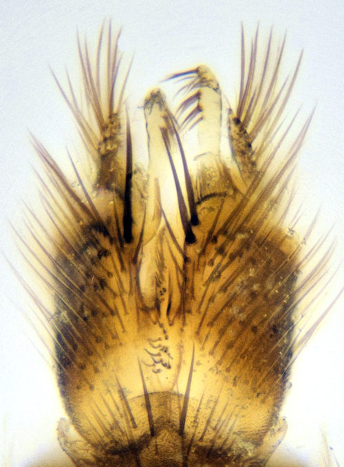 Exechia dorsalis ventral