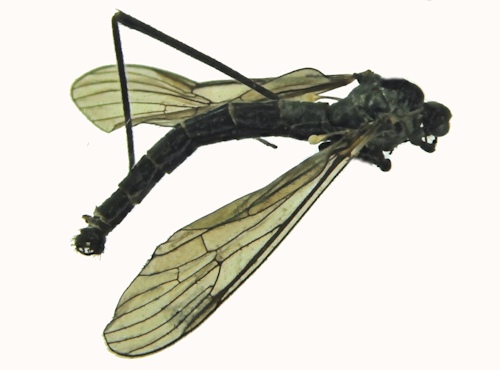 Gnophomyia viridipennis