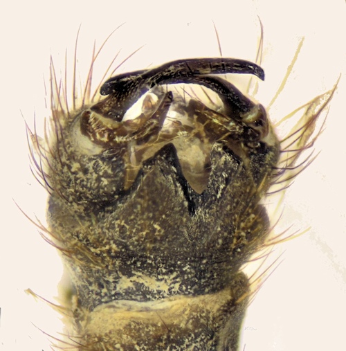 Gnophomyia viridipennis dorsal