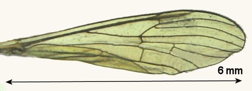 Gnophomyia viridipennis wing