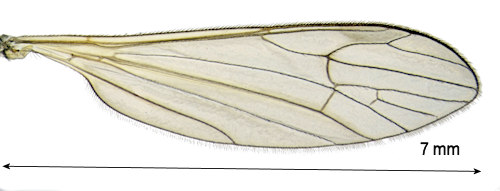 Gonomyia abscondita wing