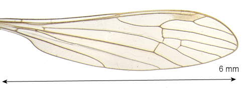 Gonomyia bifida wing