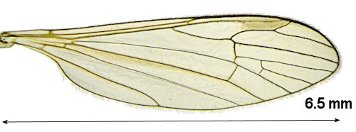 Gonomyia simplex wing