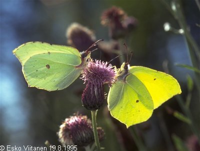 Gonepteryx rhamni V:Nummi-Pusula 19.8.1995