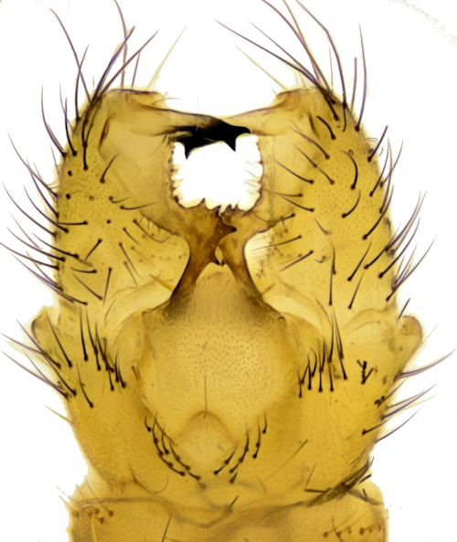 Helius flavus dorsal