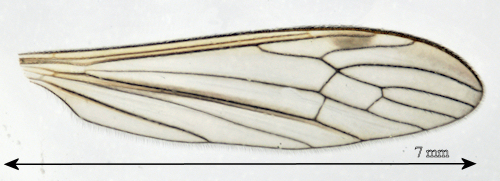Helius longirostris wing