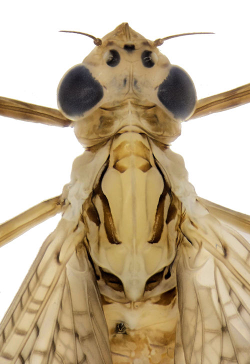 Heptagenia dalecarlica female head