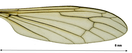 Hexatoma fuscipennis wing