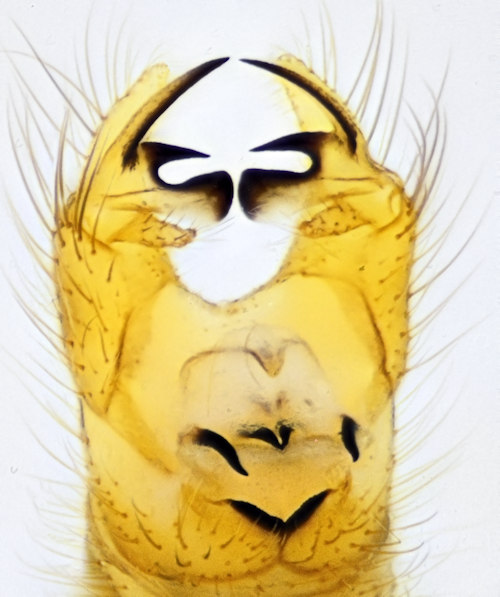 Hoplolabis vicina male dorsal