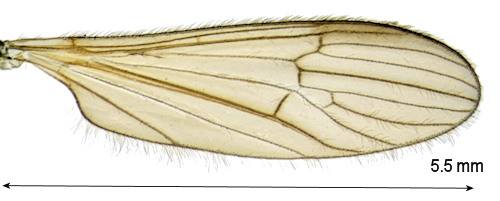Hoplolabis vicina wing