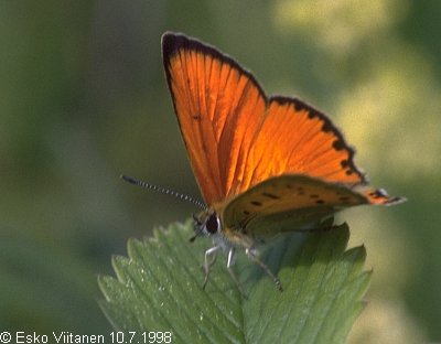 Lycaena virgaureae 10.7.1998 Saarenmaa