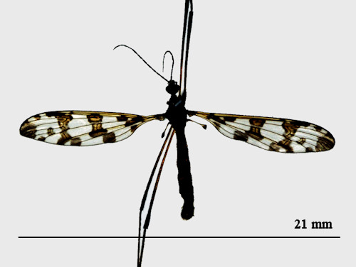 Idioptera linnei