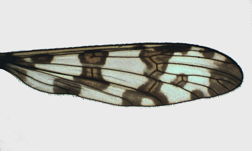 Idioptera linnei wing