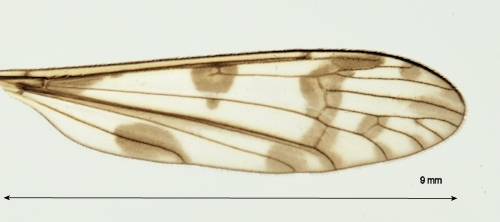 Idioptera pulchellai wing