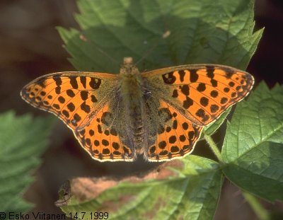 Issoria lathonia Öölanti 14.7.1999